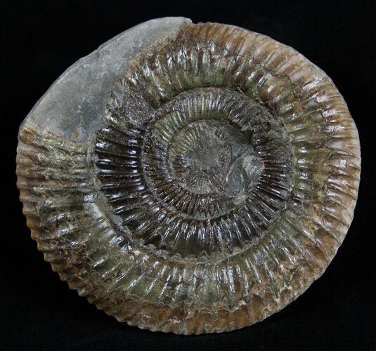 Inch Dactylioceras Ammonite In Concretion #2098